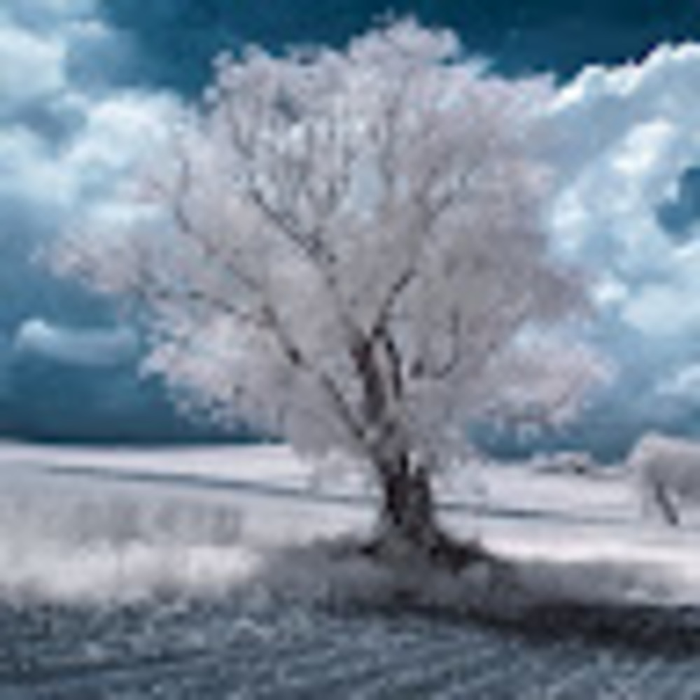 Meet your Posher, Carmen